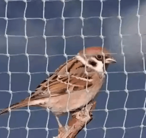 antibirdnets
