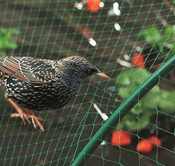 birdprotectionnets